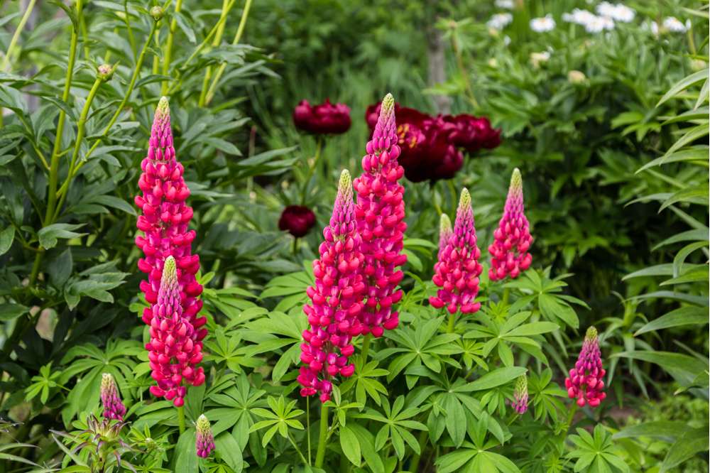 Lupin 'The Pages' (pink)